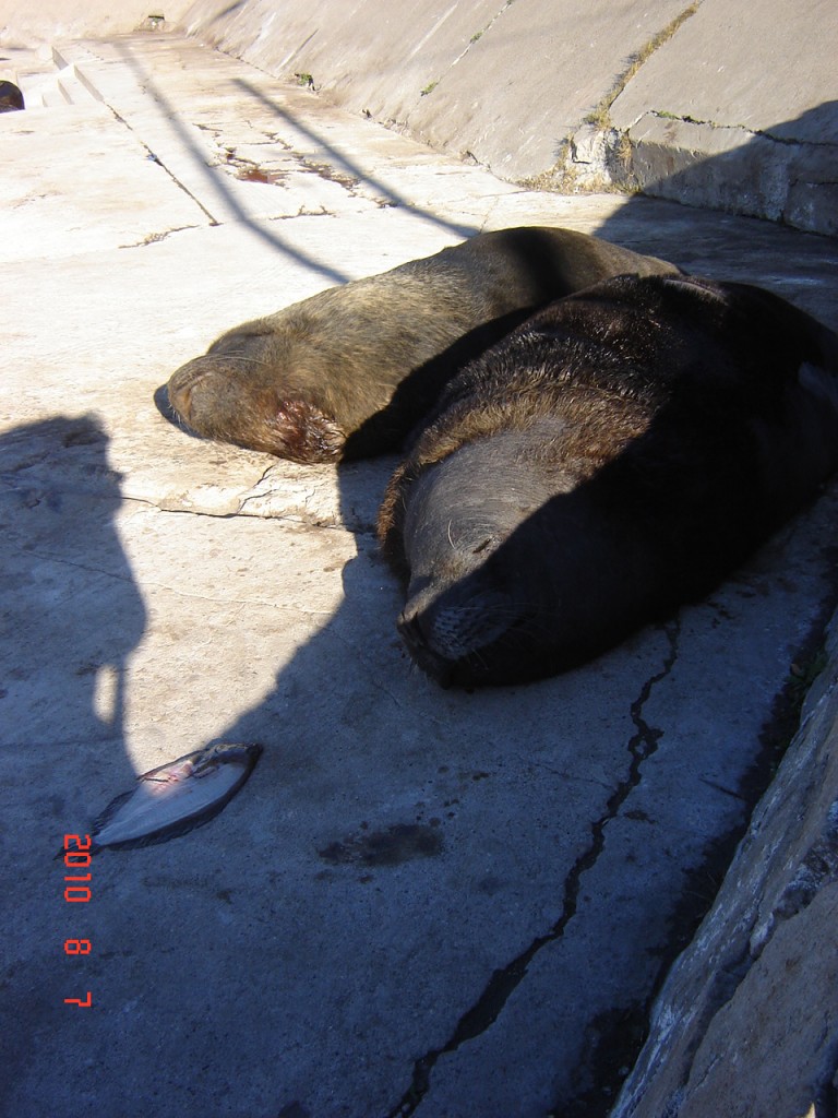 Foto: Puerto - Mar del Plata (Buenos Aires), Argentina