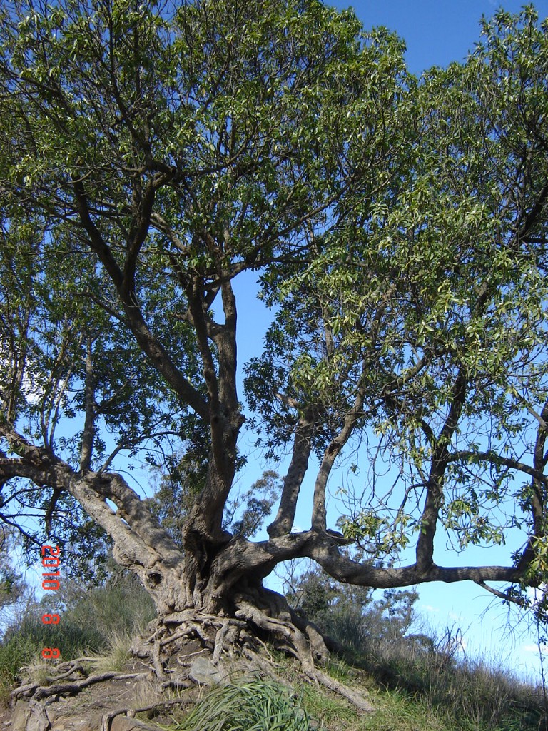 Foto de Balcarce (Buenos Aires), Argentina