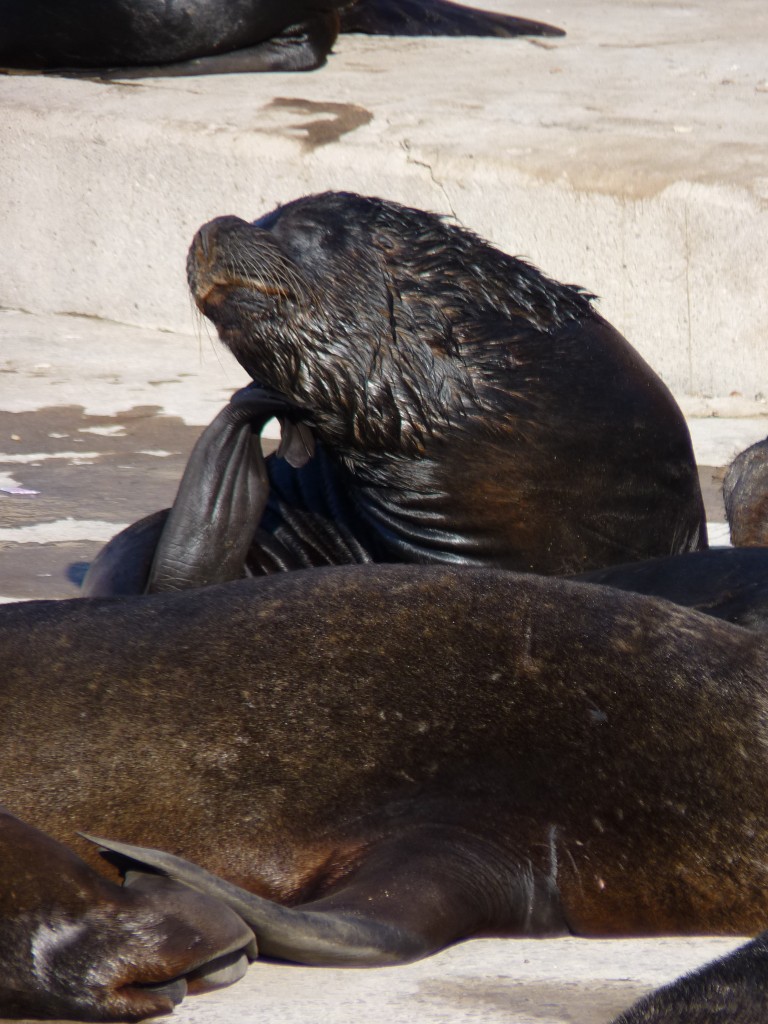 Foto de Mar del Plata (Buenos Aires), Argentina