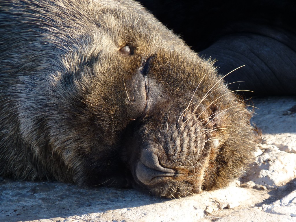 Foto de Mar del Plata (Buenos Aires), Argentina