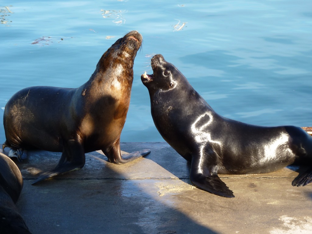 Foto de Mar del Plata (Buenos Aires), Argentina