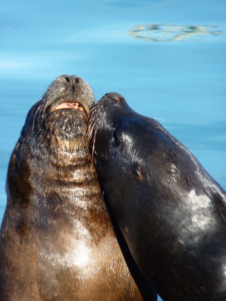 Foto de Mar del Plata (Buenos Aires), Argentina