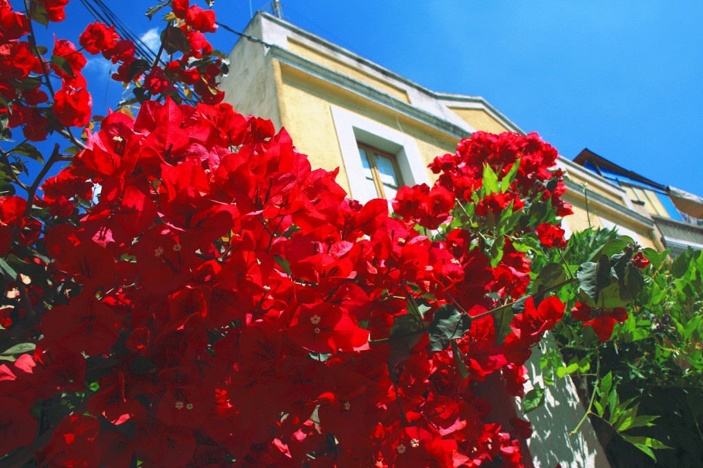 Foto: Flores - Vilassar de Dalt (Barcelona), España