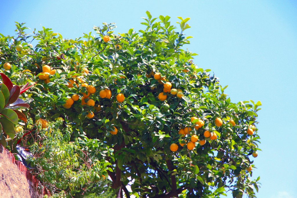 Foto: Limoner - Vilassar de Dalt (Barcelona), España