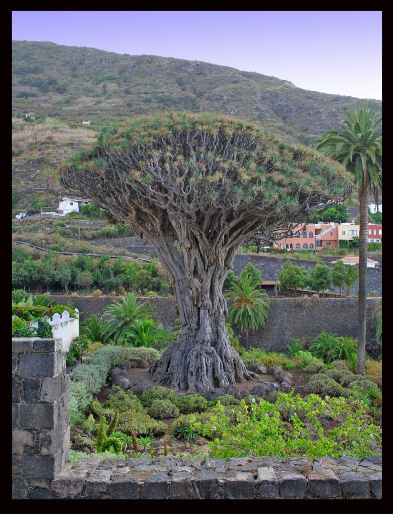 Foto de Charco El Drago en Los Silos, Santa Cruz de Tenerife