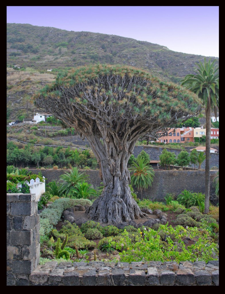Foto de Drago (Santa Cruz de Tenerife), España
