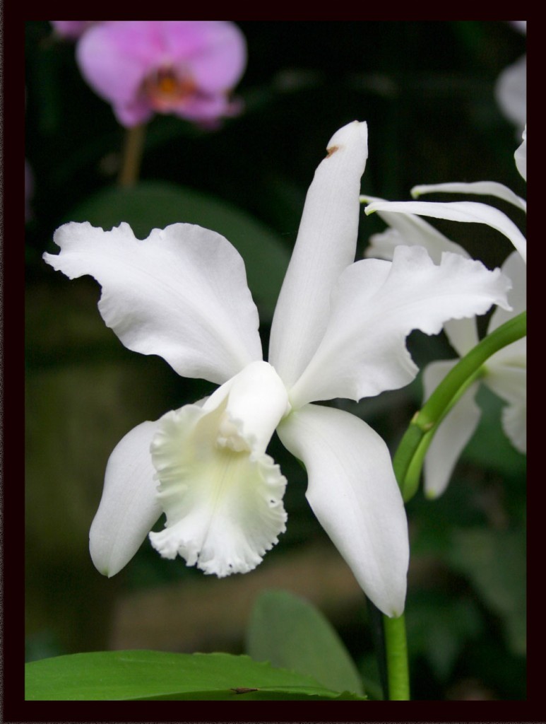 Foto de Flores Canarias (Santa Cruz de Tenerife), España
