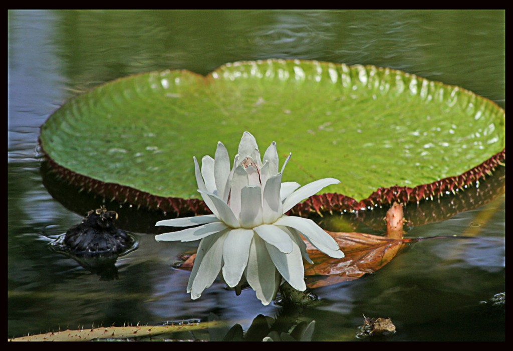 Foto de Flores Canarias (Santa Cruz de Tenerife), España