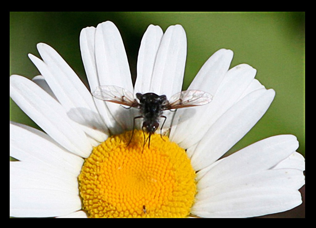 Foto de Ordesa (Huesca), España