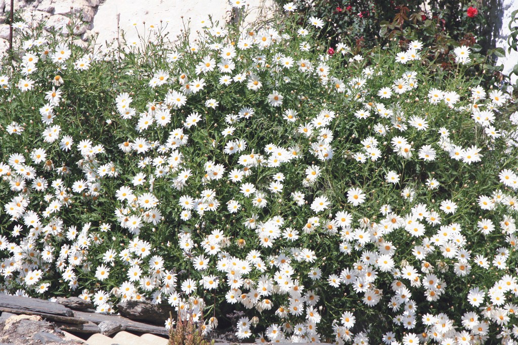 Foto: Un poco de primavera - Ohanes (Almería), España