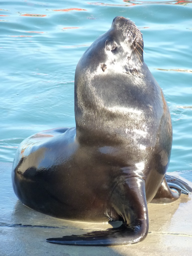 Foto de Mar del Plata (Buenos Aires), Argentina