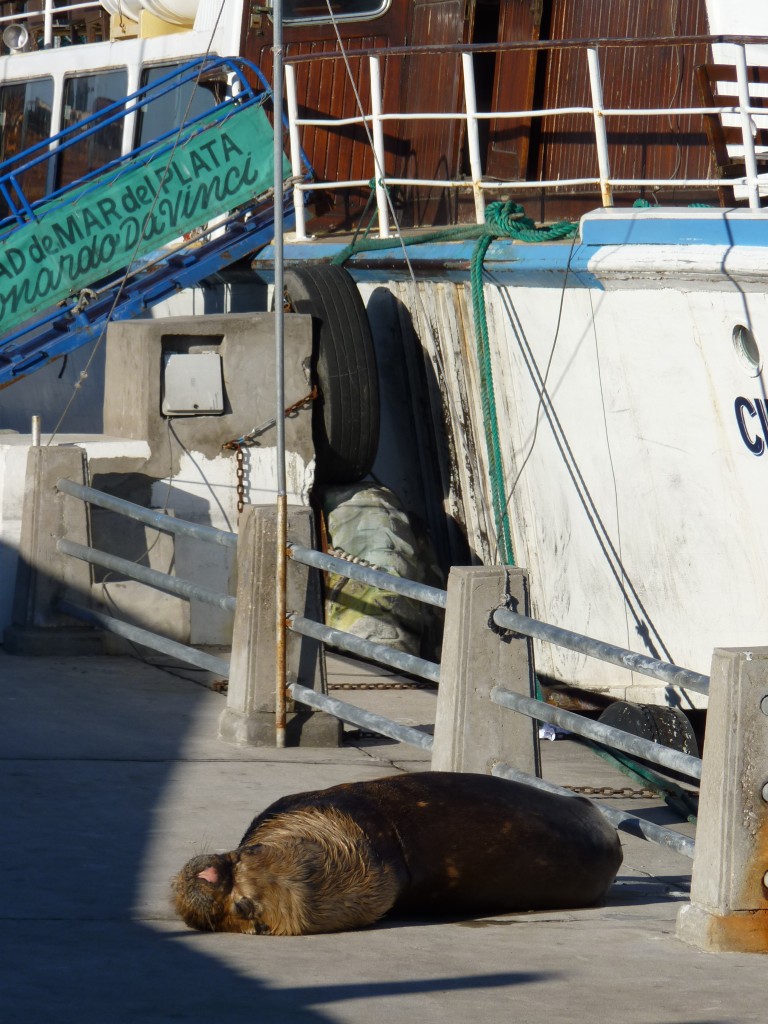 Foto de Mar del Plata (Buenos Aires), Argentina