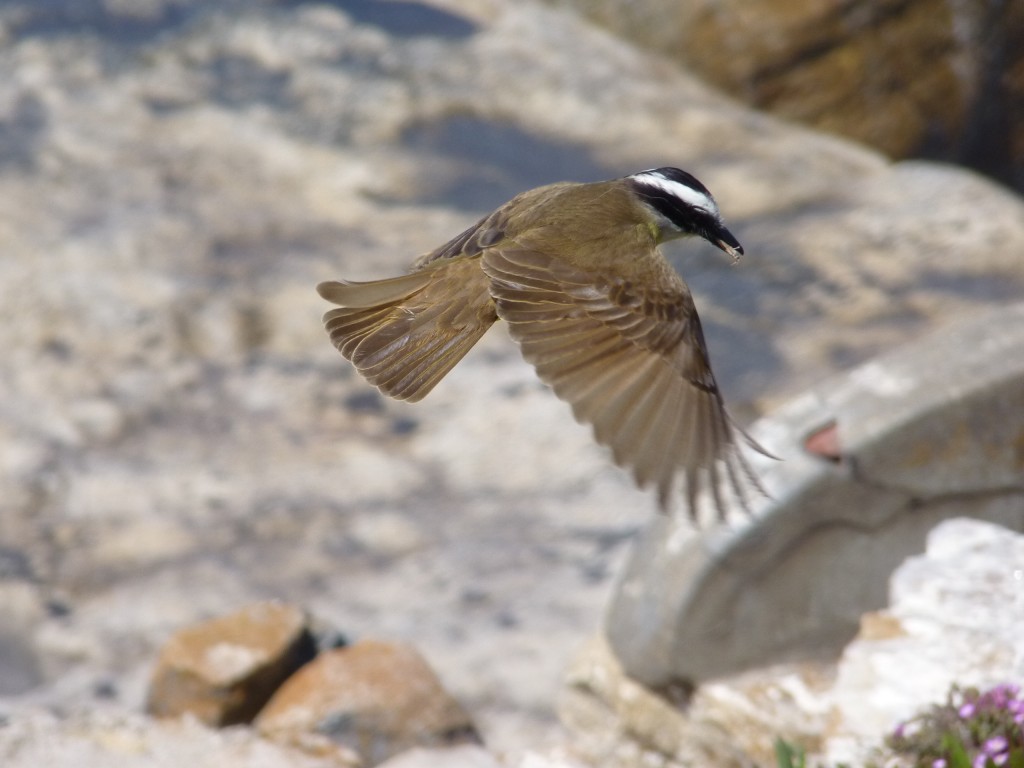 Foto: Benteveo. - Mar del Plata (Buenos Aires), Argentina