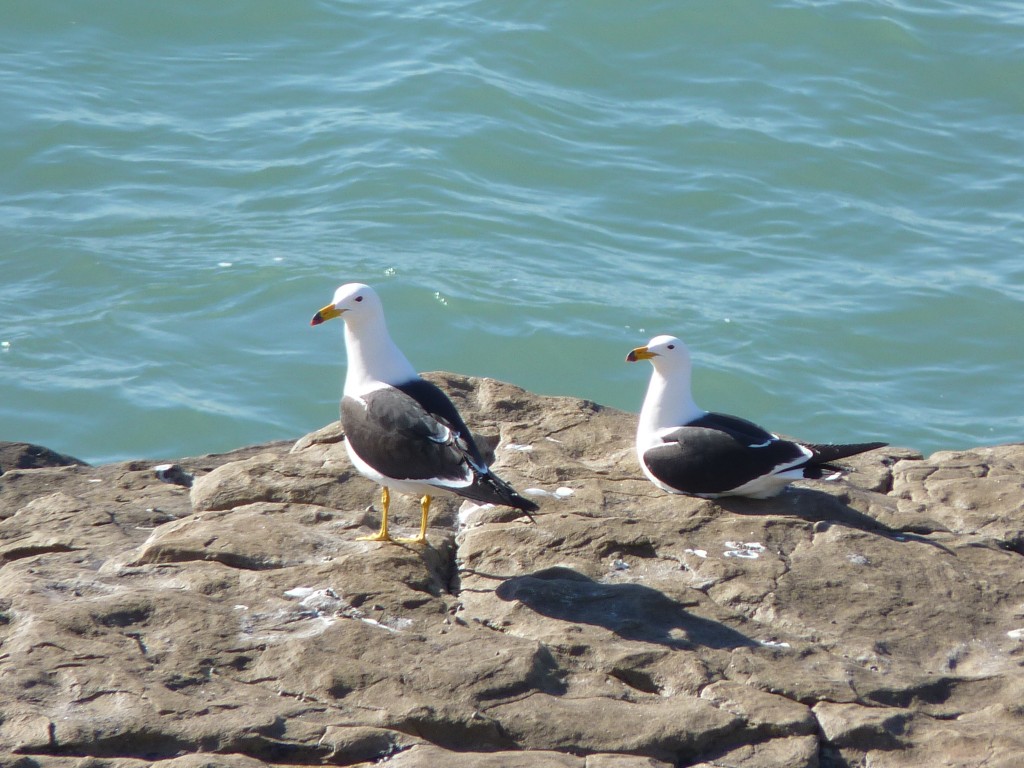 Foto de Mar del Plata (Buenos Aires), Argentina
