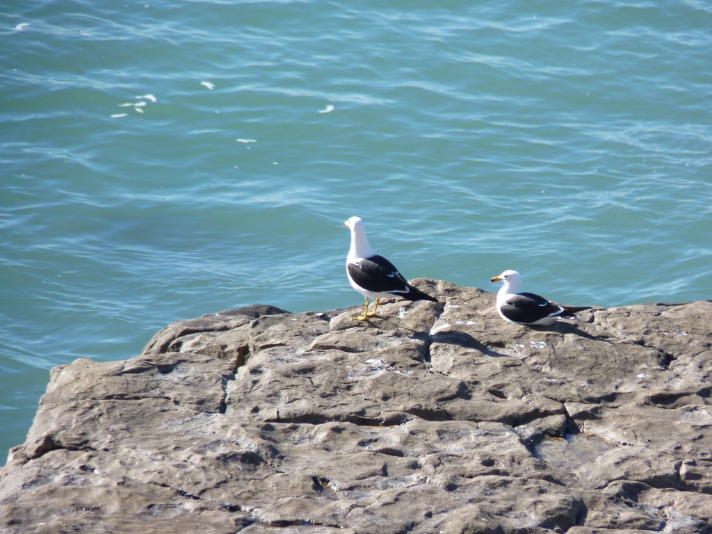 Foto de Mar del Plata (Buenos Aires), Argentina