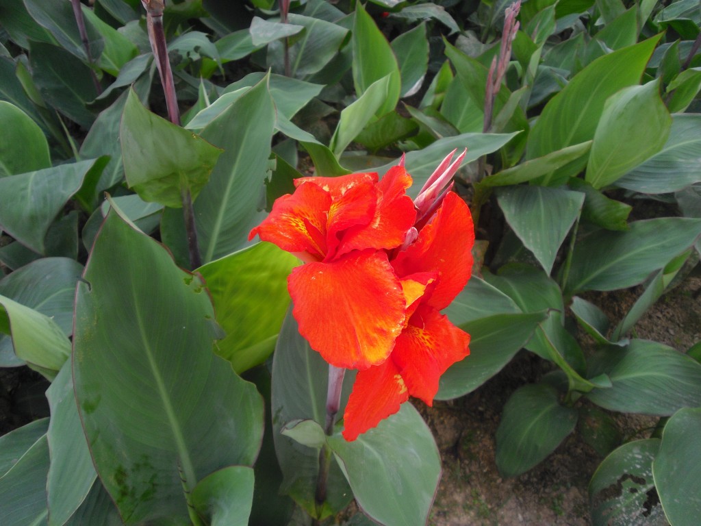 Foto: El Avila - Caracas, Venezuela