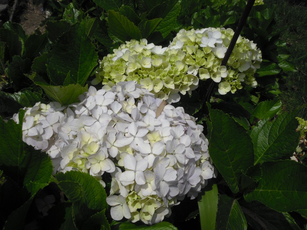 Foto: El Avila - Caracas, Venezuela
