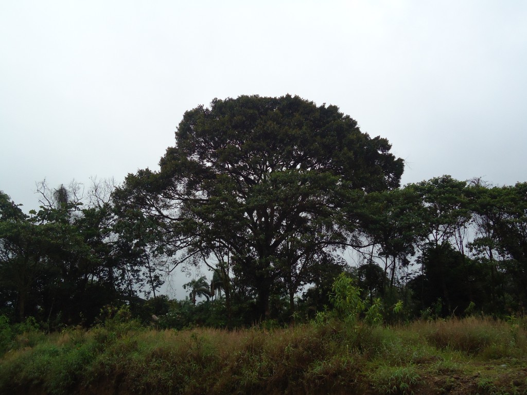 Foto: Arbol - Shell (Pastaza), Ecuador