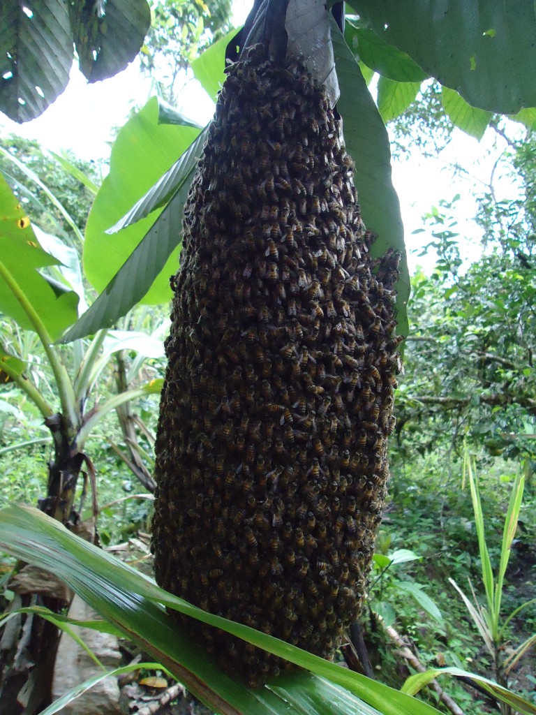 Foto: Colmena fuera del panal - Shell (Pastaza), Ecuador
