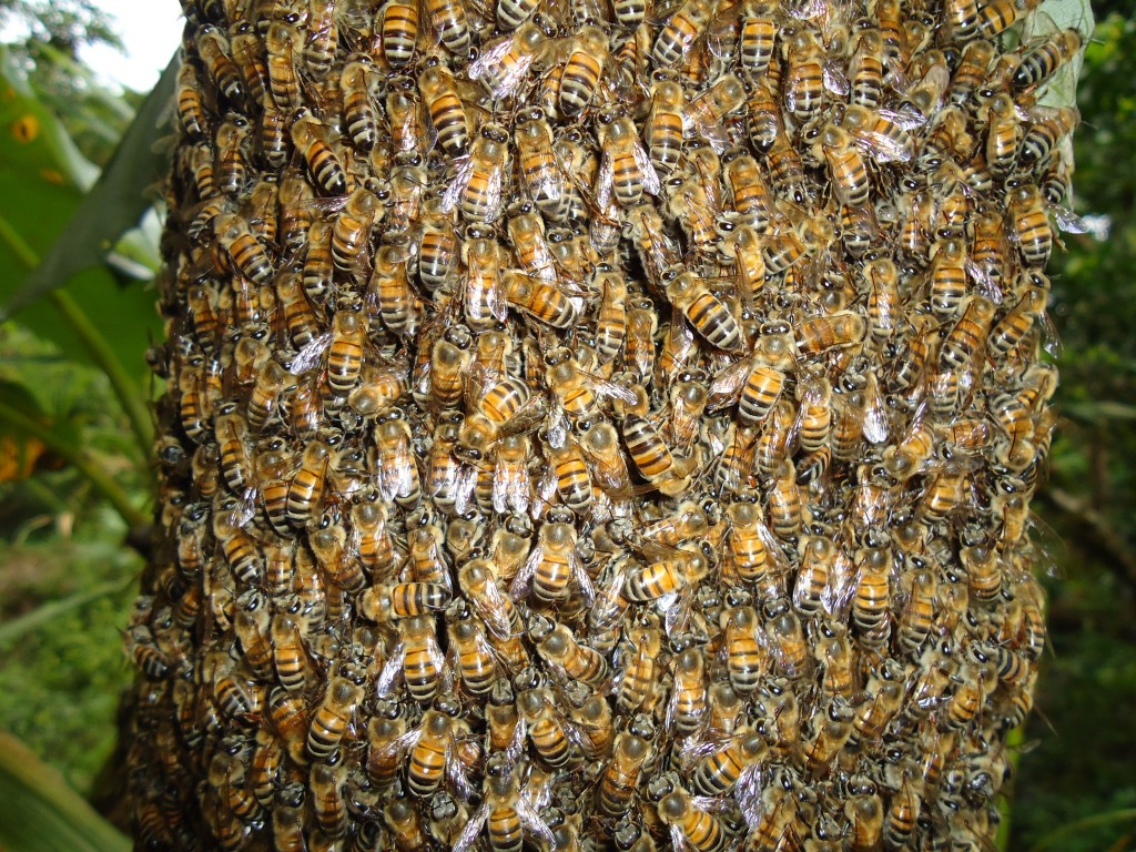 Foto: Colmena fuera del panal - Shell (Pastaza), Ecuador