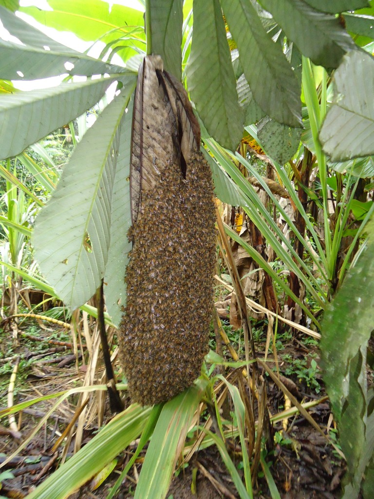 Foto: Colmena fuera del panal - Shell (Pastaza), Ecuador