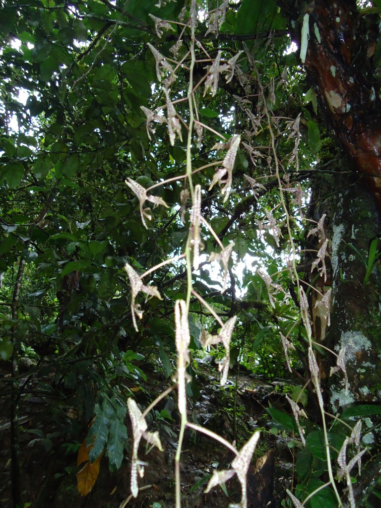 Foto: Orquídea - Shell (Pastaza), Ecuador