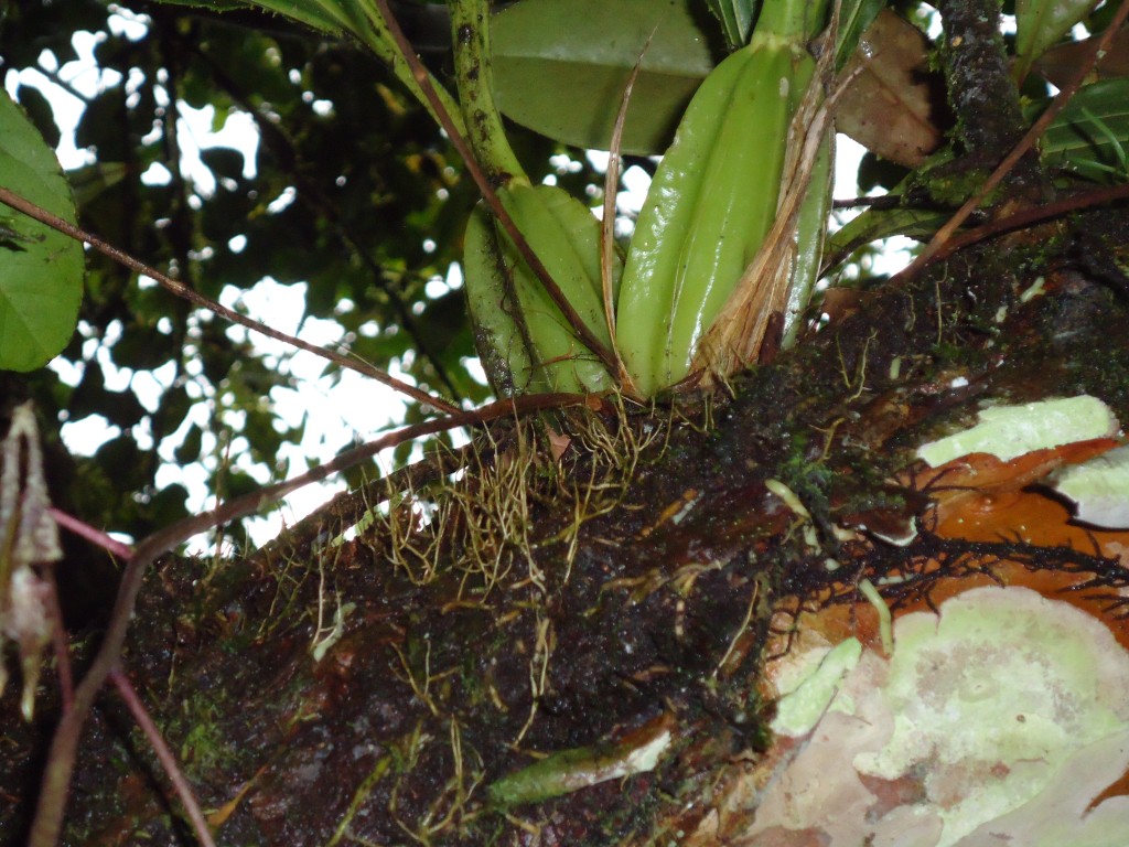Foto: Orquídea - Shell (Pastaza), Ecuador