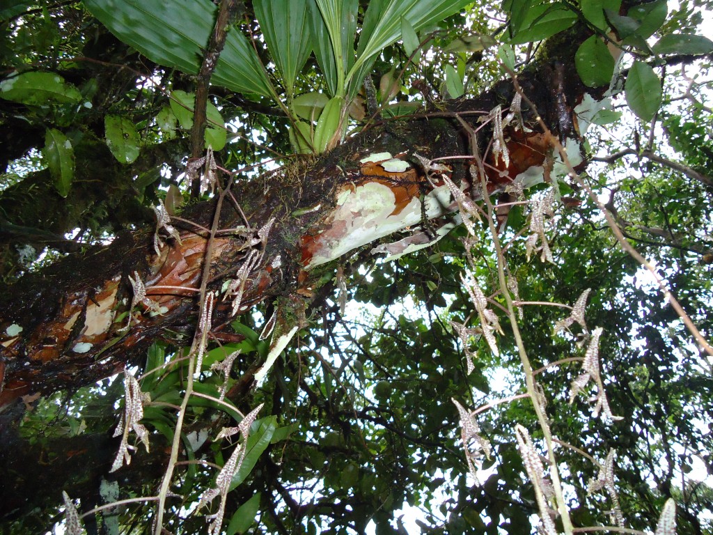 Foto: Orquídea - Shell (Pastaza), Ecuador