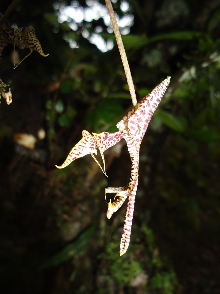 Foto: Flor de orquídea - Shell (Pastaza), Ecuador