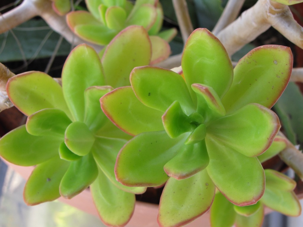 Foto: .... - Atlantida, Uruguay