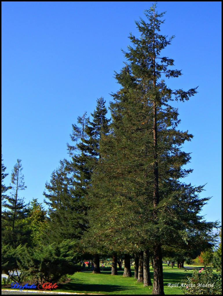 Foto de Rancagua (Libertador General Bernardo OʼHiggins), Chile