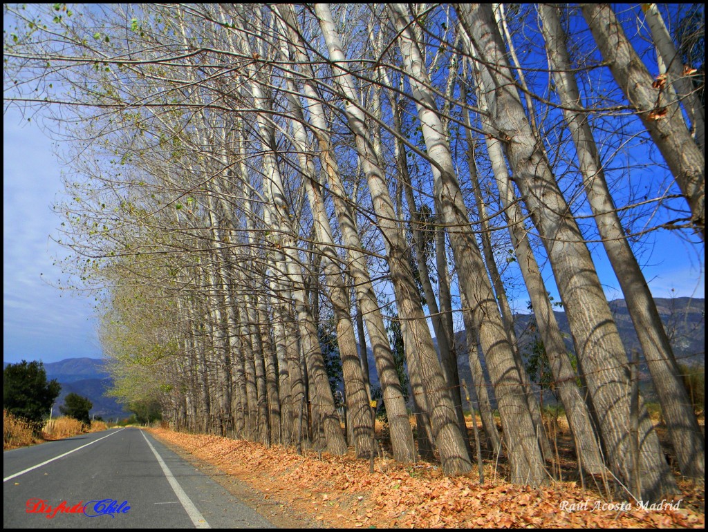 Foto: Árboles de Otoño - Alhué (Región Metropolitana), Chile