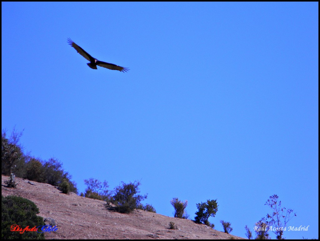 Foto: Surcando los cielos - Alhué (Región Metropolitana), Chile