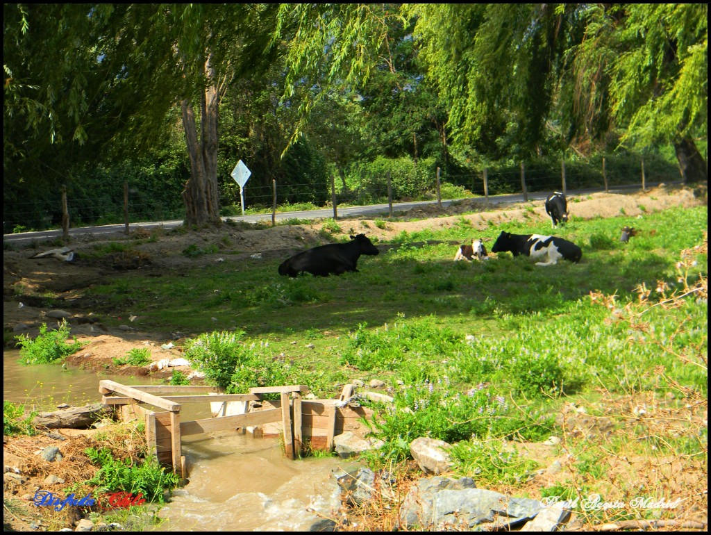 Foto de Lo Miranda (Libertador General Bernardo OʼHiggins), Chile