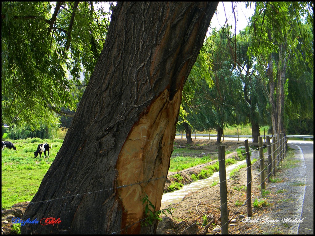 Foto de Lo Miranda (Libertador General Bernardo OʼHiggins), Chile