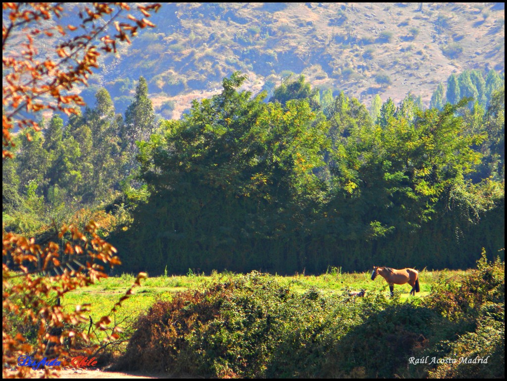 Foto de Lo Miranda (Libertador General Bernardo OʼHiggins), Chile