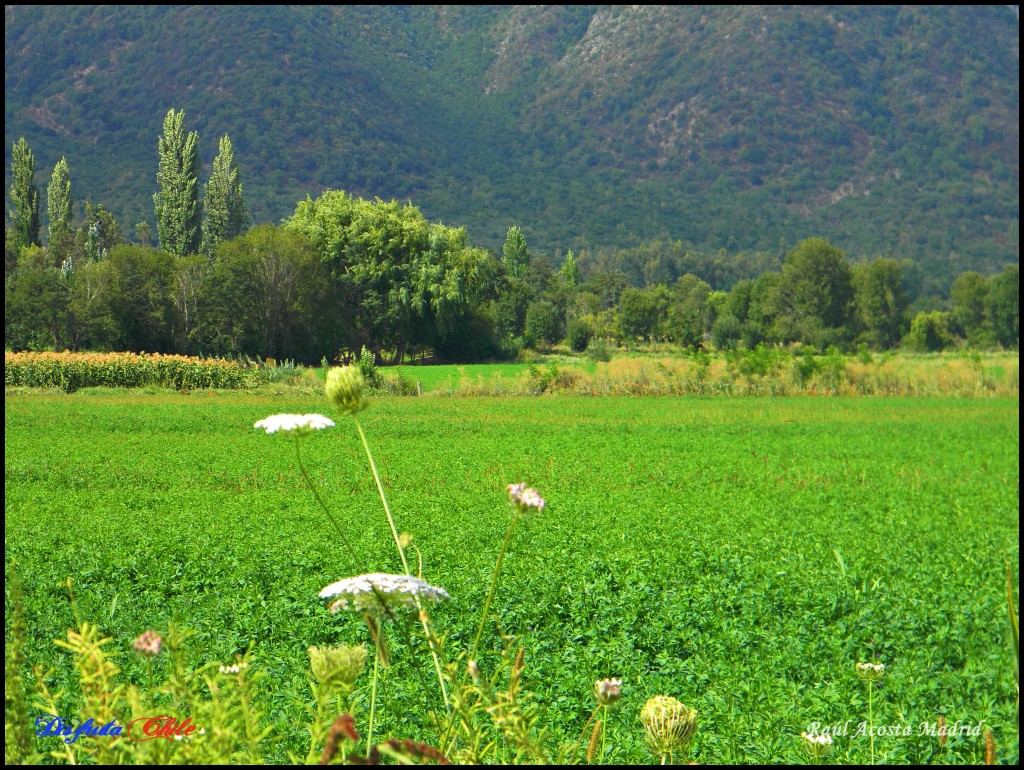 Foto de Lo Miranda (Libertador General Bernardo OʼHiggins), Chile