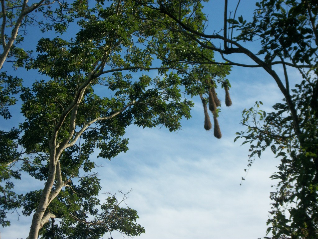 Foto: Nidos - Cabure (Falcón), Venezuela