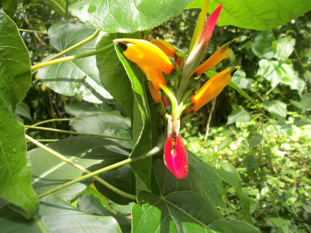 Foto de Sierra (Falcón), Venezuela