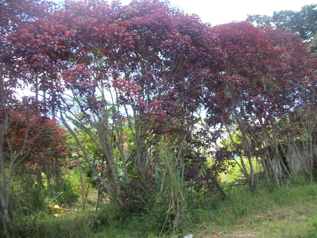 Foto de Curimagua (Falcón), Venezuela