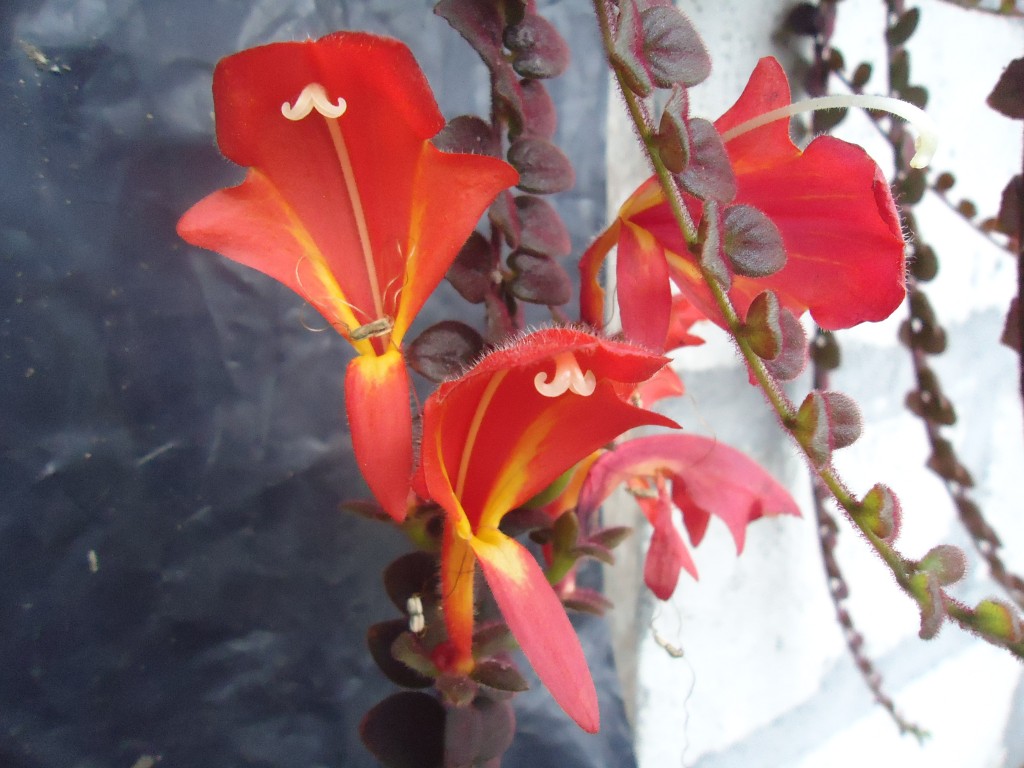 Foto: Flor cobra - Shell-Te Zulay (Pastaza), Ecuador