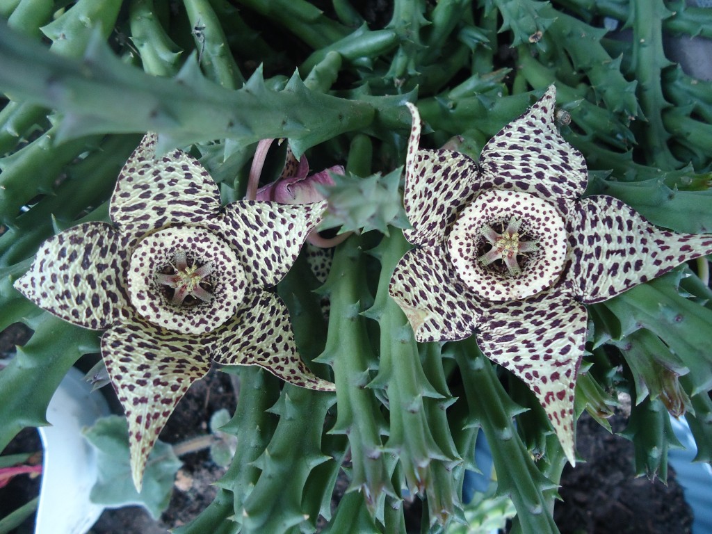 Foto: Flor de Kactus - Shell-Te Zulay (Pastaza), Ecuador