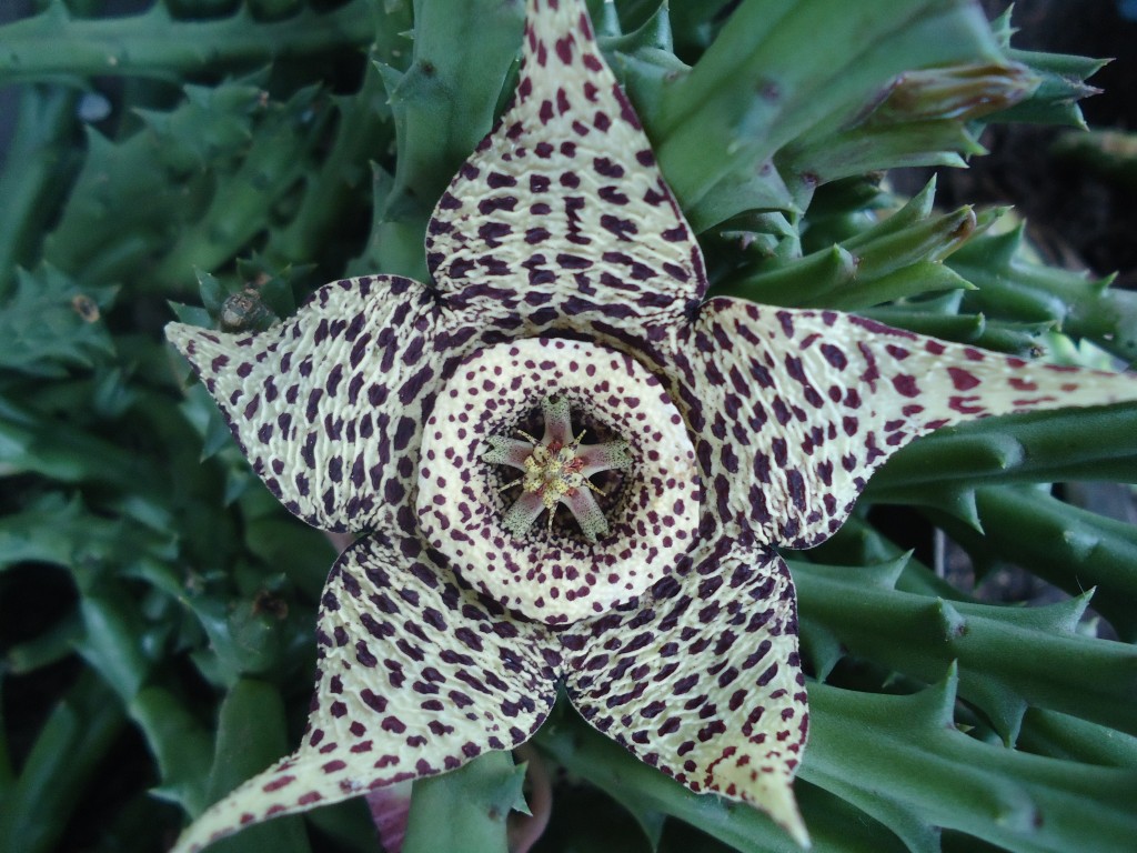 Foto: Flor de kactus - Shell (Pastaza), Ecuador