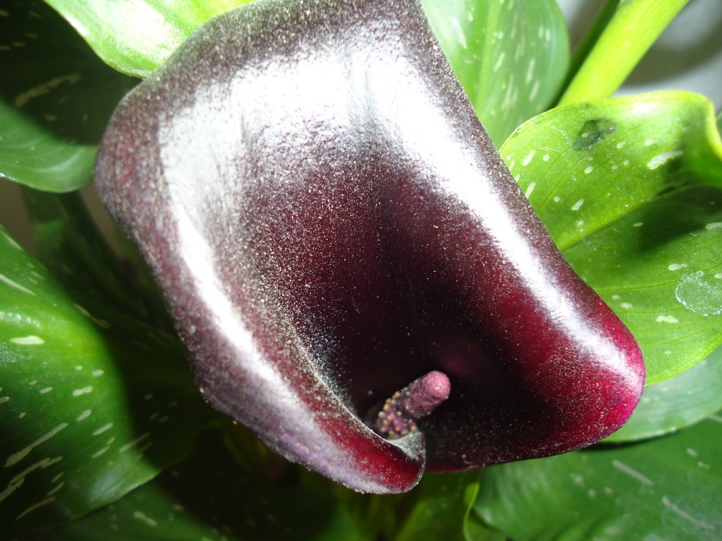 Foto: Cartucho Morado - Shell (Pastaza), Ecuador