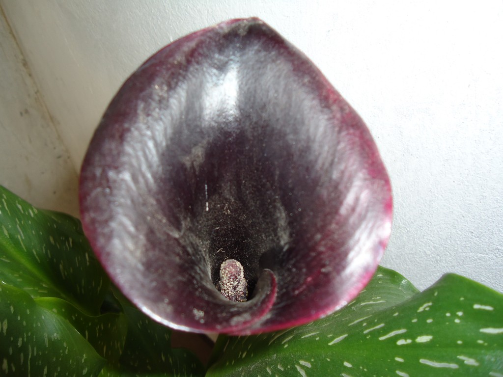 Foto: Cartucho Morado - Shell (Pastaza), Ecuador