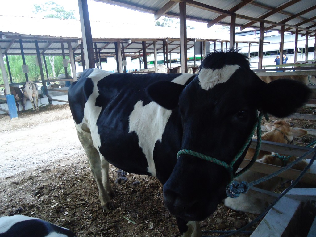 Foto: Baca Lechera - Puyo (Pastaza), Ecuador