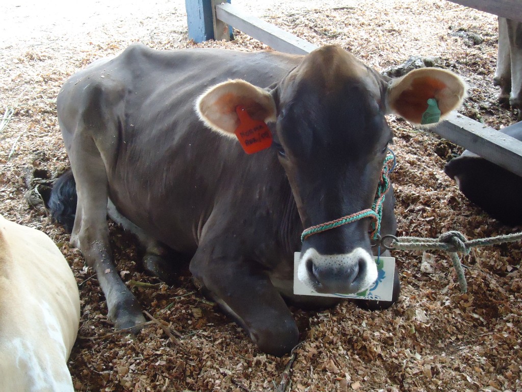 Foto: Ternera - Puyo (Pastaza), Ecuador