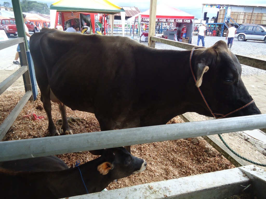 Foto: Ternera - Puyo (Pastaza), Ecuador