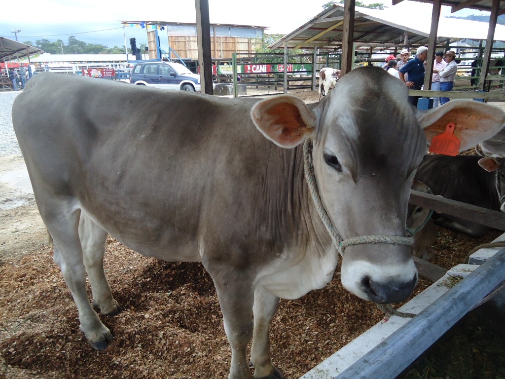 Foto: Ternera - Puyo (Pastaza), Ecuador
