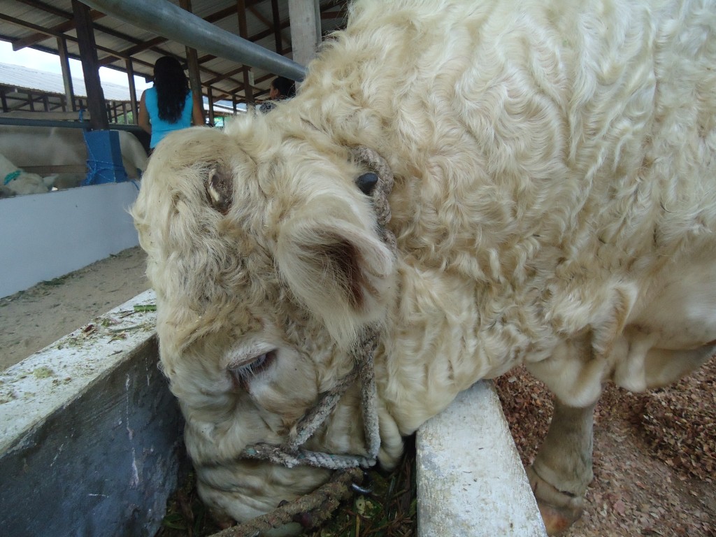 Foto: Toro - Puyo (Pastaza), Ecuador